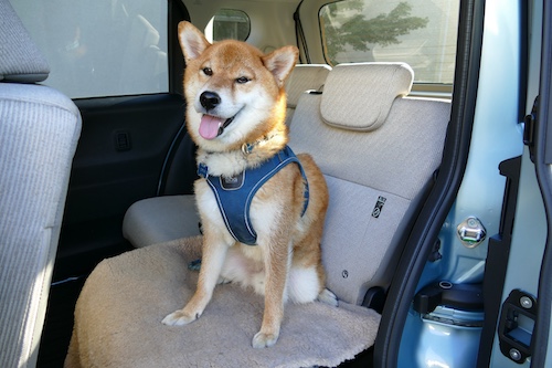 ダイハツ人気軽自動車_202510