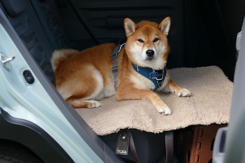 ダイハツ人気軽自動車_202510