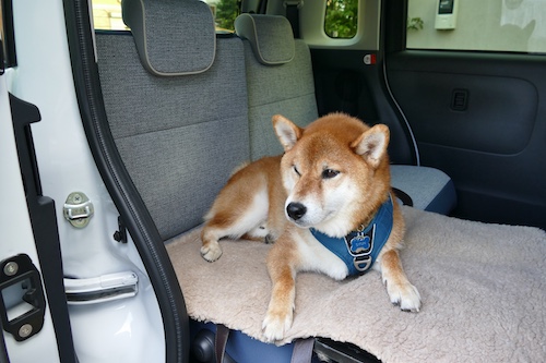 ダイハツ人気軽自動車_202510